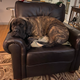 This picture does not do the size of this chair and thus the size of this dog justice.